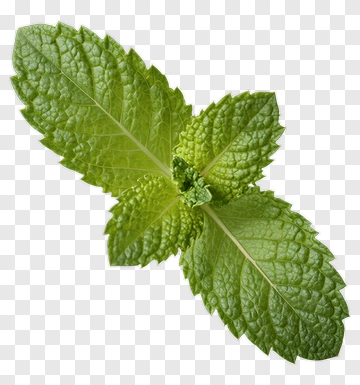 Fresh Mint Leaves PNG