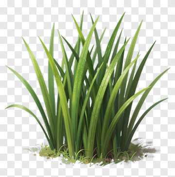Realistic Grass Cluster PNG