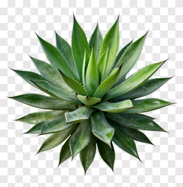 Agave Plant PNG