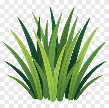 Green Grass PNG