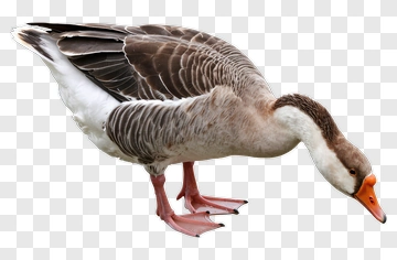 Goose Standing On Grass PNG