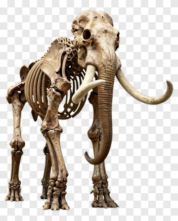 Skeletal Elephant Model PNG