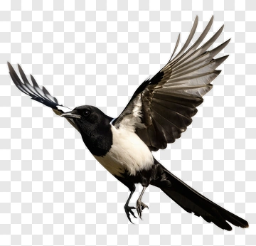 Black And White Bird In Flight PNG