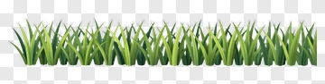 Green Grass PNG