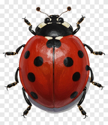 Realistic Ladybug With Red And Black Patterns PNG