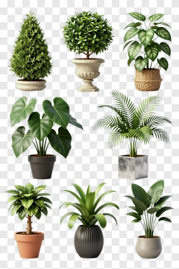 Collection Of Indoor Potted Plants PNG