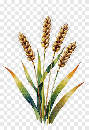 Wheat Plant With Golden Ears PNG