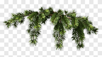 Green Pine Branch PNG