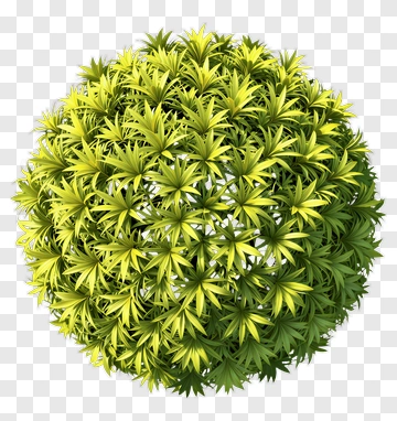 Green Bushy Plant PNG