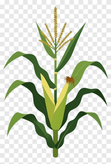 Corn Plant With Ears And Leaves PNG