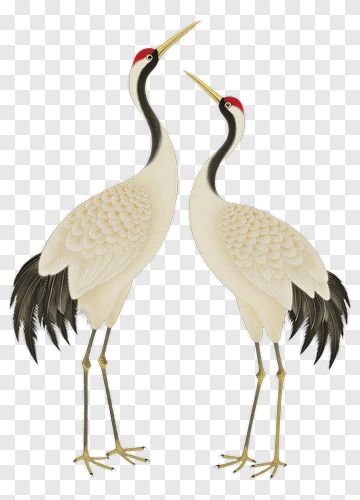 Pair Of Cranes Standing Together PNG