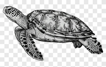 Detailed Illustration Of A Sea Turtle PNG