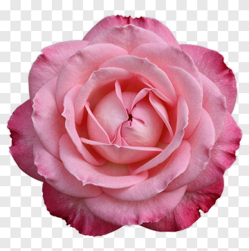Pink Rose PNG