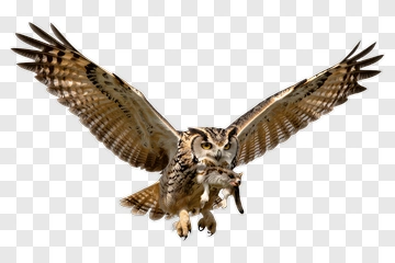 Owl Flying With A Prey PNG