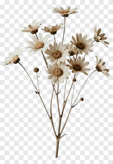 Dried Flower Bouquet PNG