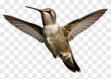 Hummingbird In Flight PNG