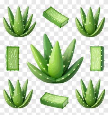 Colorful Aloe Vera Plant And Gel Pieces PNG