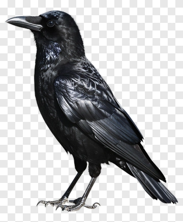 Black Raven Standing Profile PNG