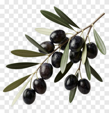 Olive Branch With Black Olives PNG