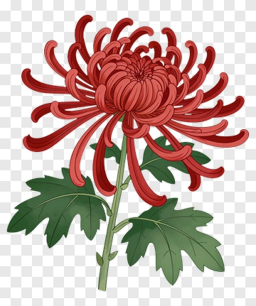 Red Chrysanthemum Flower PNG