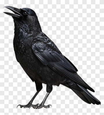 Black Raven Standing PNG