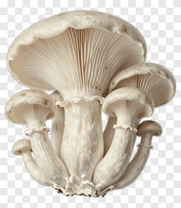 Cluster Of White Mushrooms PNG