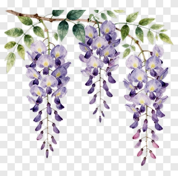 Watercolor Wisteria Flowers PNG