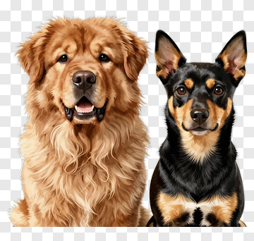 Golden Retriever And Australian Cattle Dog Portrait PNG