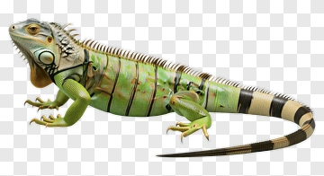 Iguana In A Natural Pose PNG