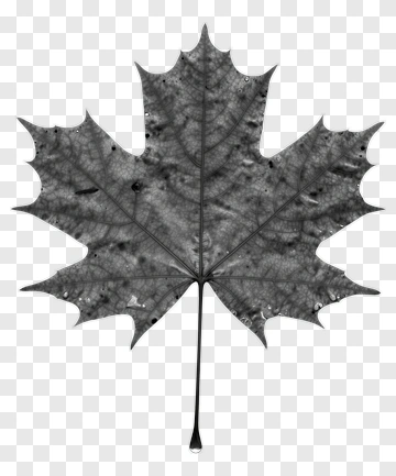 Black Maple Leaf PNG