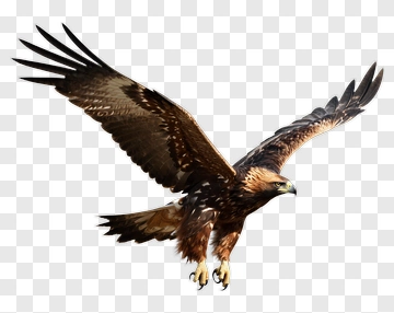 Golden Eagle In Flight PNG