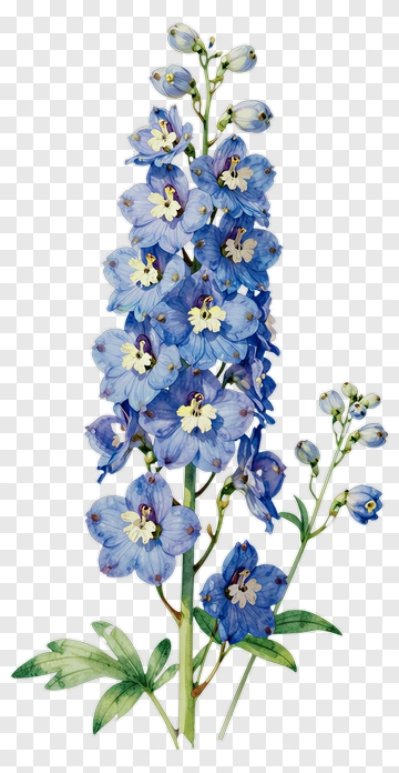 Blue Delphinium Flower PNG