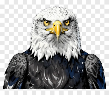 Realistic Bald Eagle Portrait PNG