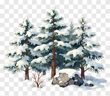 Snowy Pine Trees In Winter Landscape PNG
