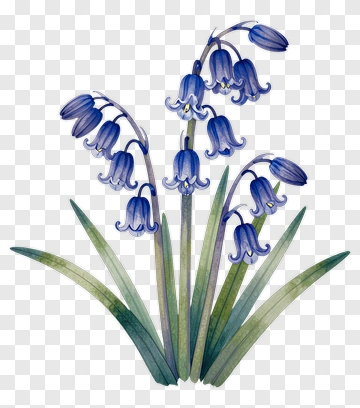 Watercolor Bluebell Flower Bouquet PNG