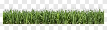 Lush Green Grass PNG