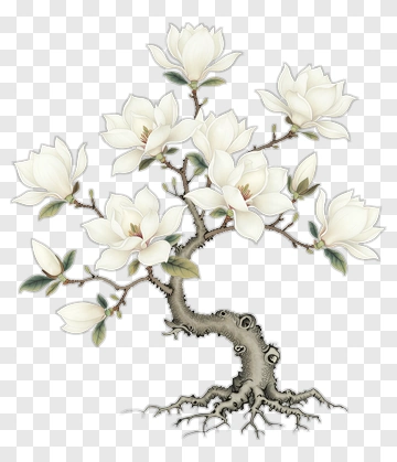 Magnolia Tree With White Flowers PNG
