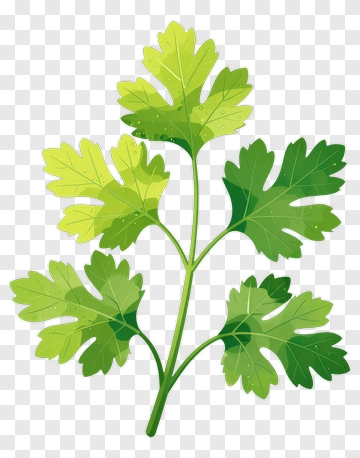 Green Cilantro Herb PNG