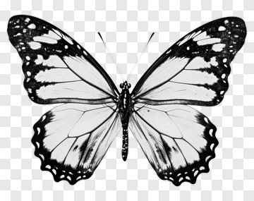 Black And White Butterfly PNG