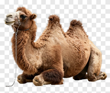 Brown Camel Lying Down PNG