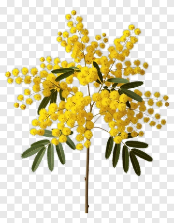 Mimosa Flower Branch PNG