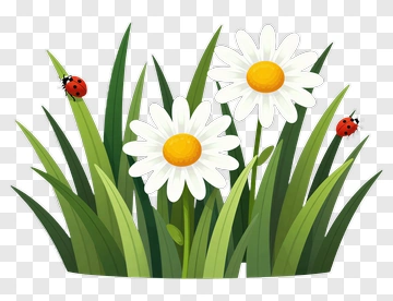 Daisy Flowers With Ladybugs PNG