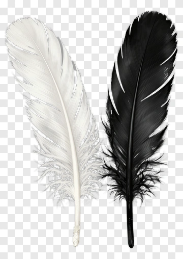Black And White Feathers PNG