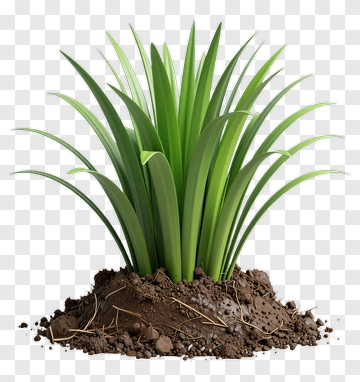 Green Grass Plant In Soil PNG