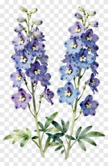 Watercolor Blue Delphinium Flowers PNG