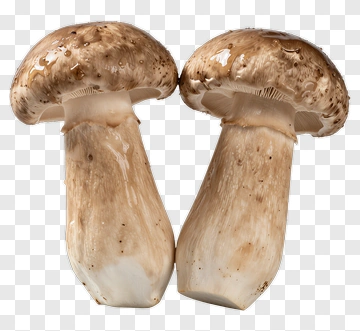 Brown Mushroom PNG