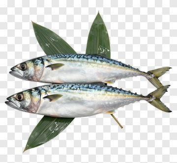 Fresh Mackerel Fish On Green Leaves PNG