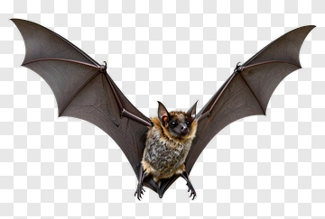 Bat With Outstretched Wings PNG