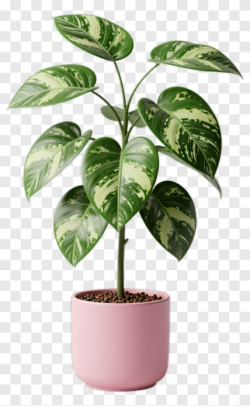 Potted Plant With Variegated Leaves PNG
