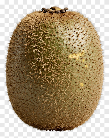 3D Kiwi Fruit PNG